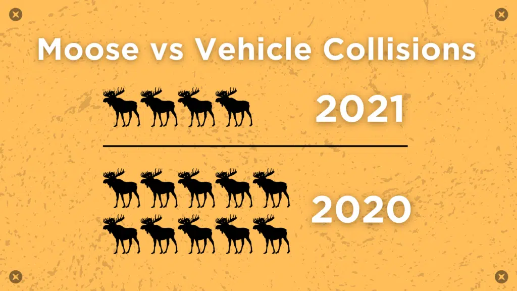 Moose vs Vehicle Collisions