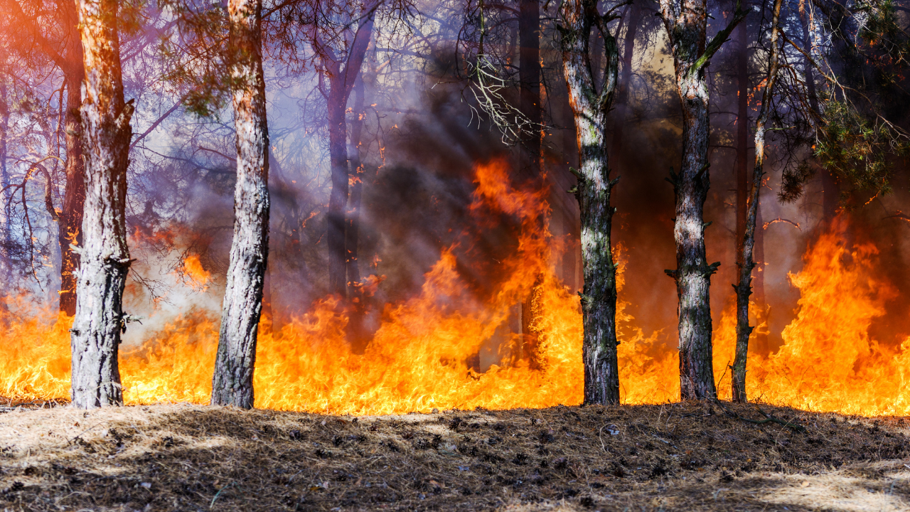 a wildfire rages through a hardwood forest